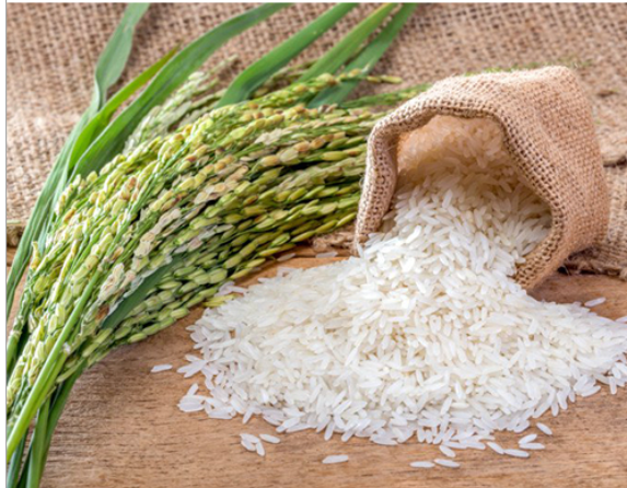 Rice
